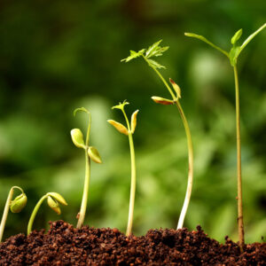 Six seedlings growing from soil